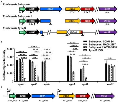 Arginine Catabolism and Polyamine Biosynthesis Pathway Disparities Within Francisella tularensis Subpopulations